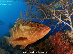 Nassau Grouper, by Frankie Rivera 